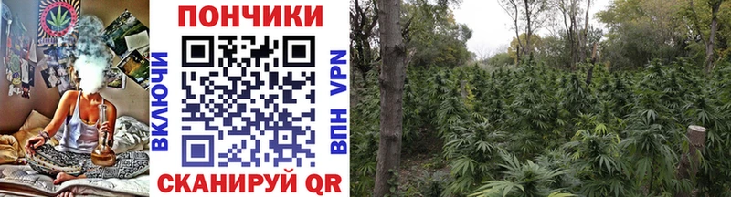 Конопля Amnesia Губкинский